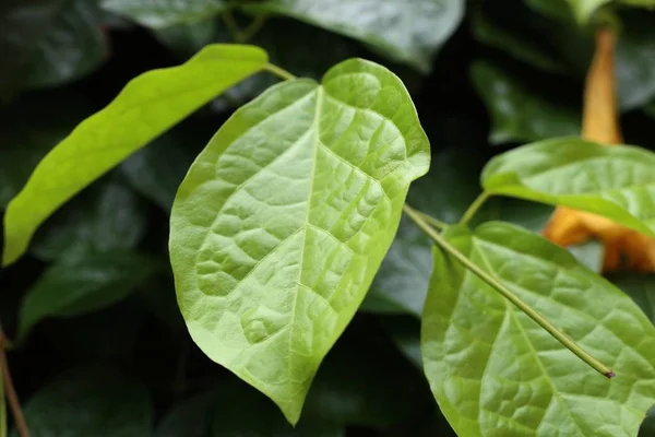 Feuilles vertes dans la nature — Photo