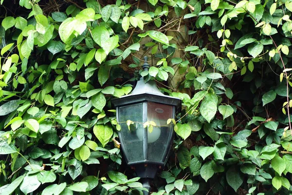 Vegglampe i hagen – stockfoto