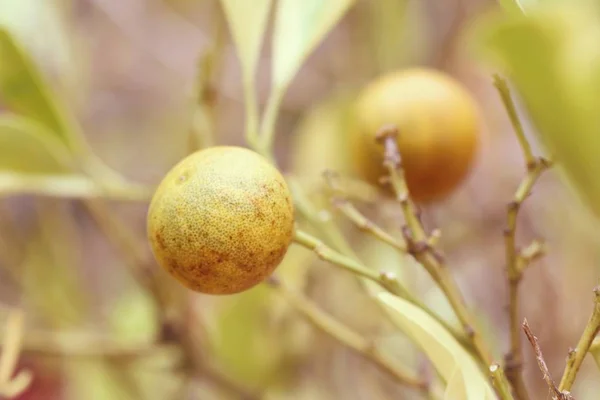 Laranjeira na natureza — Fotografia de Stock