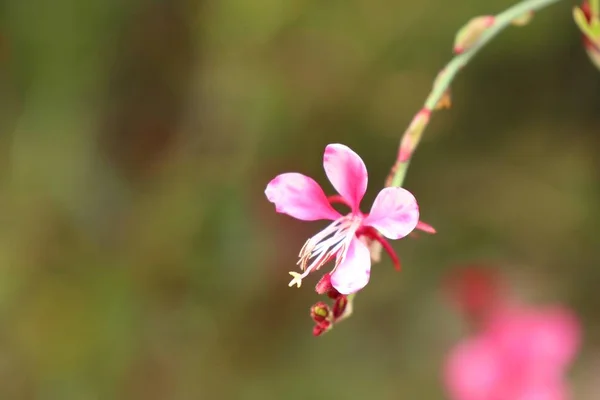 Růžové květy v přírodě — Stock fotografie