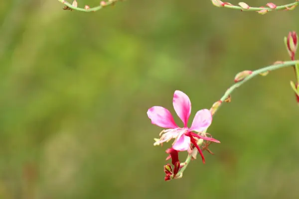 Růžové květy v přírodě — Stock fotografie