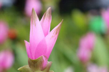 Siam Lale çiçek doğada