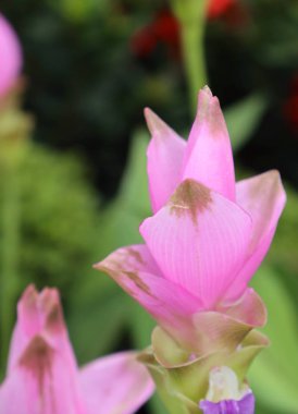 Siam Lale çiçek doğada