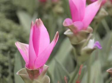 Siam Lale çiçek doğada