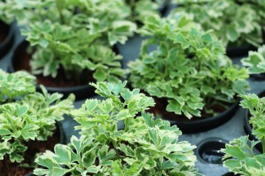 yeşil yapraklar doğada