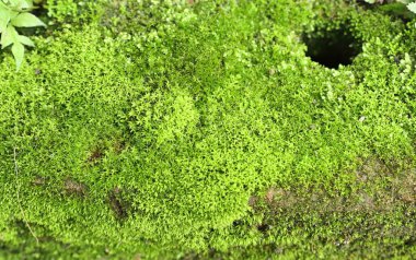 doğada yeşil yosun