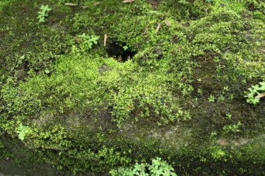 doğada yeşil yosun