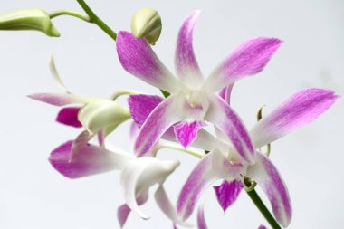 doğada pembe orkide