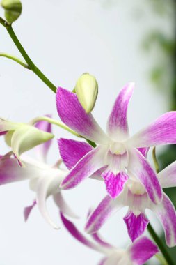 doğada pembe orkide