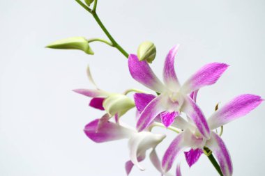 doğada pembe orkide