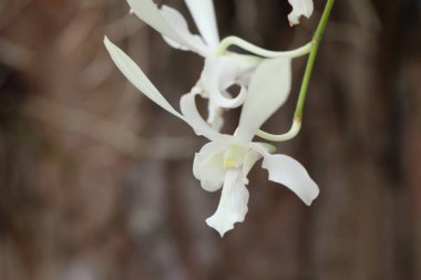 doğanın beyaz orkide