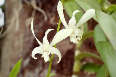 doğanın beyaz orkide