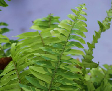 Yeşil doğa eğreltiotu