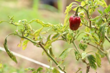 Brezilya biber niteliğine