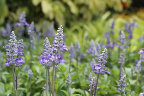 Salvia květina v přírodě — Stock fotografie