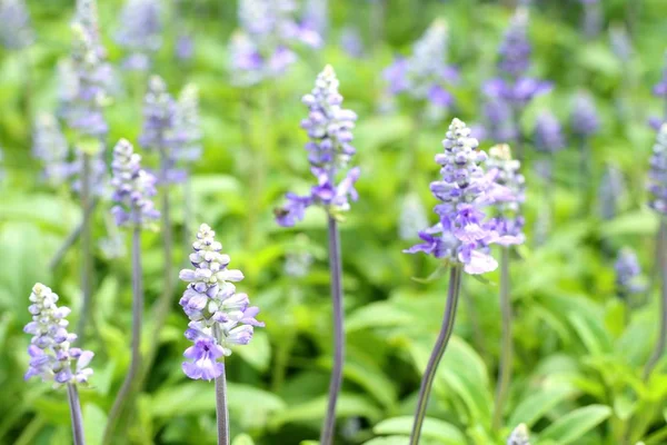 Salvia kwiat w naturze — Zdjęcie stockowe