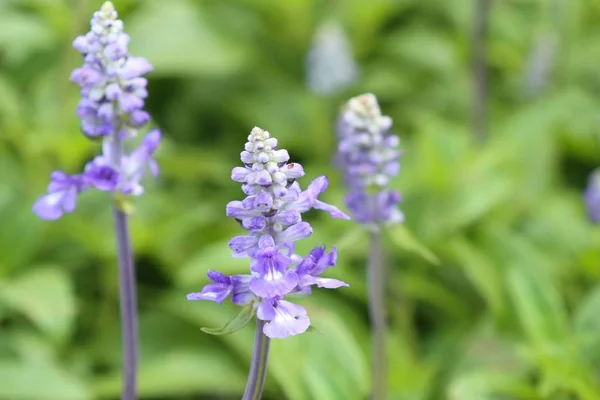 Salvia květina v přírodě — Stock fotografie