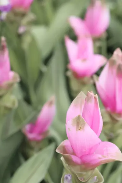 Siam Tulipán květy v přírodě — Stock fotografie