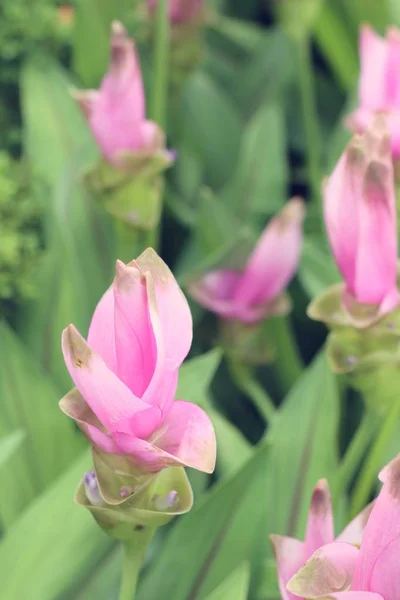 Siam tulp bloemen in de natuur — Stockfoto