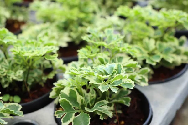 Hojas verdes en la naturaleza —  Fotos de Stock