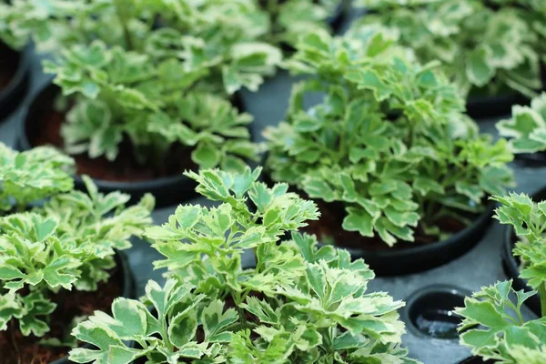 yeşil yapraklar doğada