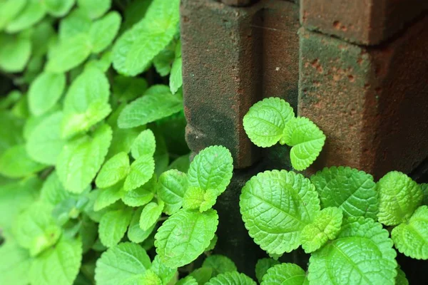 Mint leaves in the nature — Stock Photo, Image