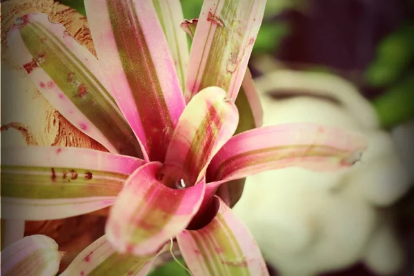 Bromeliad στη φύση — Φωτογραφία Αρχείου