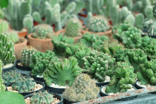 Kaktusy w naturze — Zdjęcie stockowe