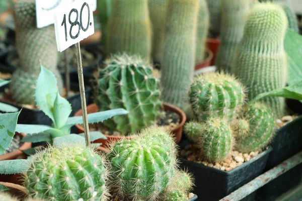 Cactus nella natura — Foto Stock