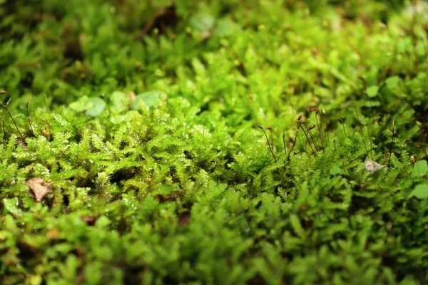 Green moss in nature — Stock Photo, Image