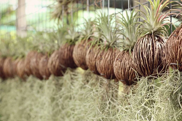 Plant voor de tuin decoratie — Stockfoto