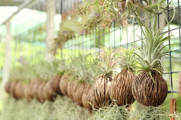 庭の装飾のための植物 — ストック写真