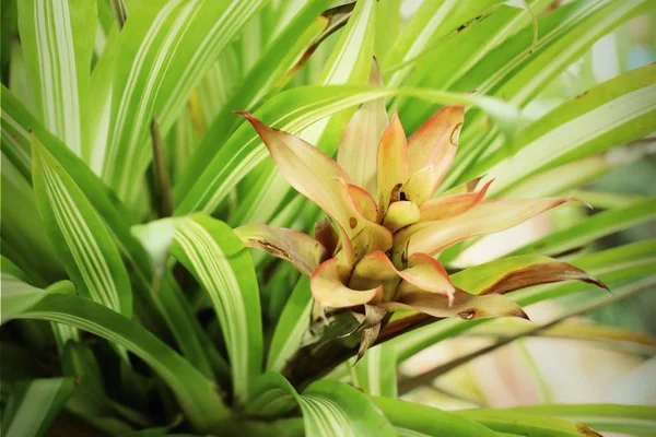 Bromélia na natureza — Fotografia de Stock