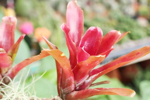 Bromeliad στη φύση — Φωτογραφία Αρχείου
