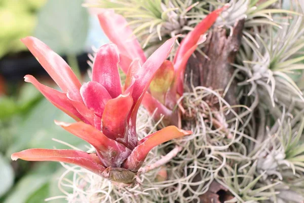 Doğada bromeliad — Stok fotoğraf