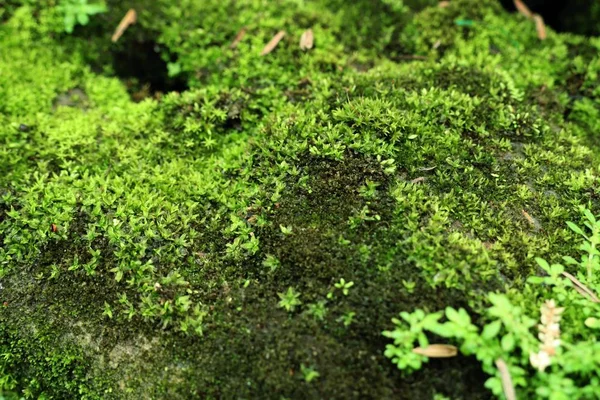 Doğada yeşil yosun — Stok fotoğraf