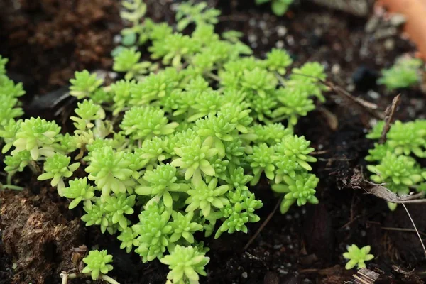 yeşil yapraklar doğada