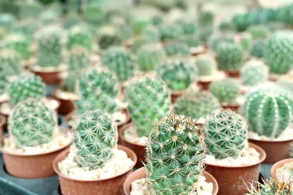Kaktusz a természetben — Stock Fotó