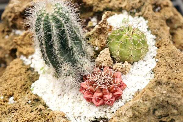 Doğadaki kaktüs.