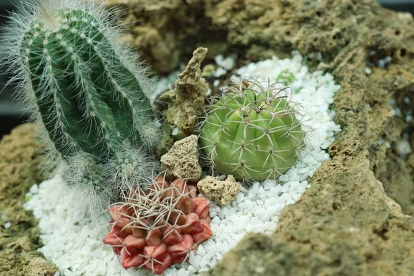 Doğadaki kaktüs.