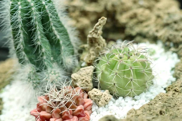 Doğadaki kaktüs.