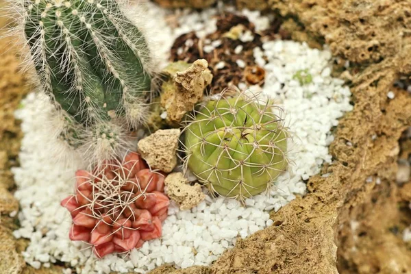 Cactus dans la nature — Photo
