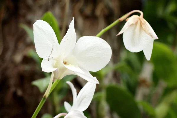 Белые орхидеи в природе — стоковое фото