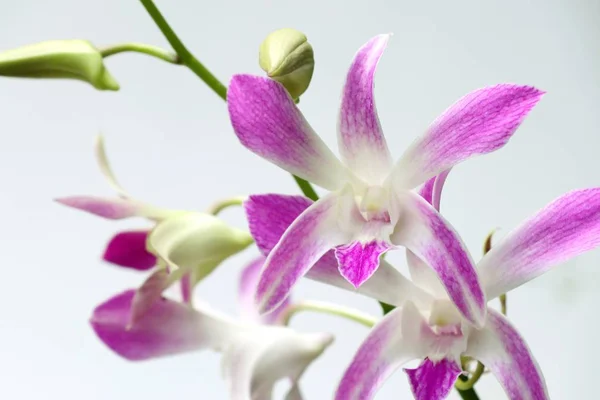 Růžové orchideje v přírodě — Stock fotografie