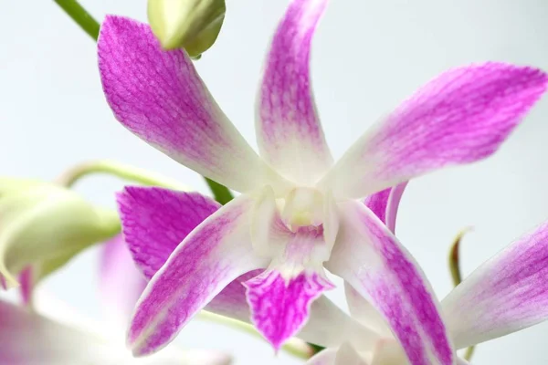 Roze orchideeën in de natuur — Stockfoto