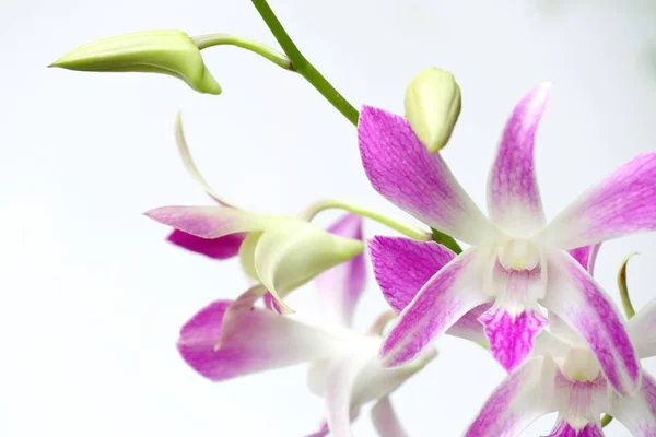 Růžové orchideje v přírodě — Stock fotografie