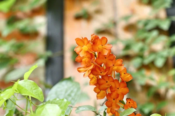 Orange orkidéer i naturen — Stockfoto