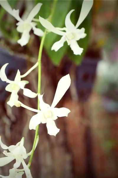 Orquídeas blancas en la naturaleza —  Fotos de Stock