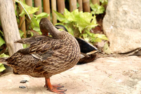 The duck in nature — Stock Photo, Image