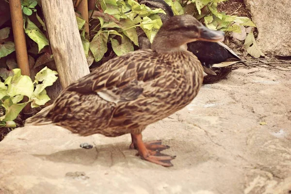 El pato en la naturaleza — Foto de Stock